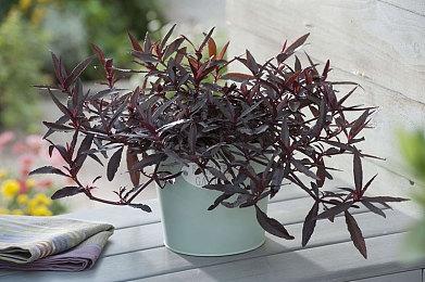 《血源》Mod作者：移植PC和重制PS5版不是难事